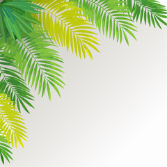 Fototapeta premium Lush Green and Yellow Palm Leaves on White Background