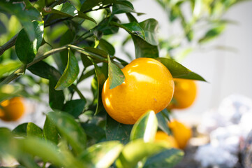 oranges on tree