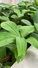 Obraz premium close up of green leaves