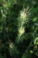 Nigella green seeds on plant in the flowerbed. Nigella sativa on late summer