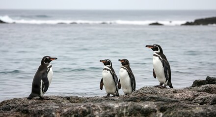 Obraz premium A Group of Galápagos Penguins on the Shoreline