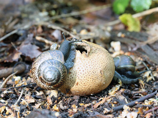 Old Mushroom Puffball (Latin: Lycoperdon) and snails on it