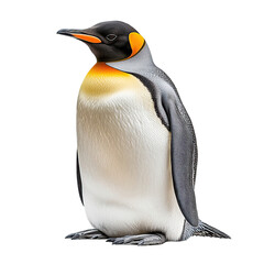 Fototapeta premium King Penguin on Black Background