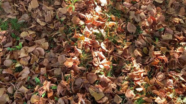 Autumn Leaves in Sunlight