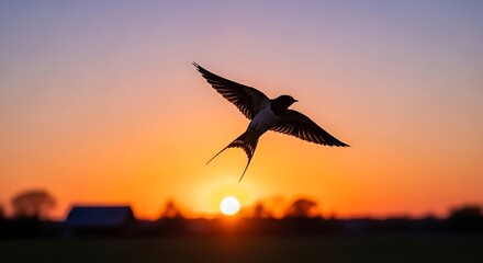 Beautiful Swallow in Flight at Sunrise.