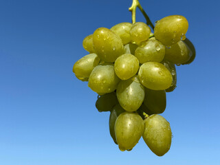 Grape ripe juicy fruit against sky 
