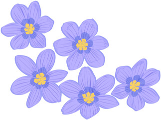 Hand-Drawn Blue eyed grass flowers 