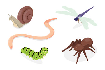 Set of insects. Snail, worm, caterpillar, dragonfly and spider (Goliath birdeater). Flat isometric vector poster on white background.