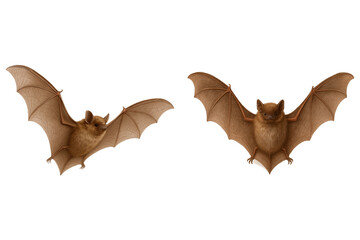 Two brown bats flying with open wings on white background