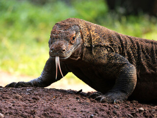 Komodo Dragon sniffing the air and flicking its forked tongue while walking and looking at camera. 