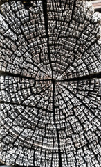 Verwitterte Holzstruktur mit Jahresringen – natürliche Textur in Nahaufnahme