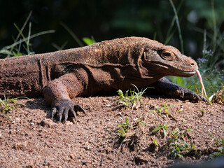 The Komodo dragon, also known as the Komodo monitor, is a member of the monitor lizard family Varanidae that is endemic to the Indonesian islands of Komodo, Rinca, Flores, and Gili Motang. 