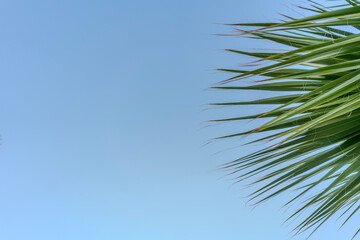 Minimal tropical background with green palm leaves against clear blue sky, summer vacation concept, exotic travel destination, beach holiday, relaxation, nature pattern, copy space, natural sunlight