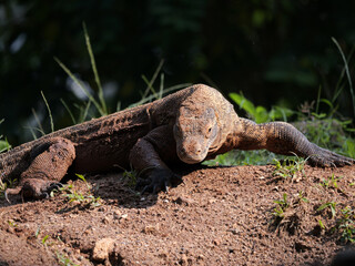 The Komodo dragon, also known as the Komodo monitor, is a member of the monitor lizard family Varanidae that is endemic to the Indonesian islands of Komodo, Rinca, Flores, and Gili Motang. 