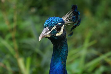 Naklejka premium Portrait of Male Indian Peafowl, Pavo cristatus. Botanical School Garden Hanover, Germany.