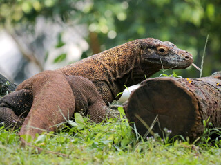The Komodo dragon, also known as the Komodo monitor, is a member of the monitor lizard family Varanidae that is endemic to the Indonesian islands of Komodo, Rinca, Flores, and Gili Motang. 