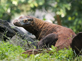 The Komodo dragon, also known as the Komodo monitor, is a member of the monitor lizard family Varanidae that is endemic to the Indonesian islands of Komodo, Rinca, Flores, and Gili Motang. 
