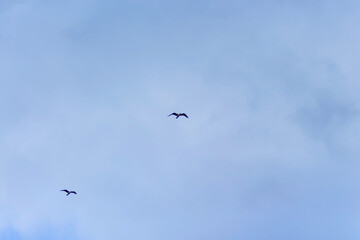 birds in the sky
birds flying in the blue sky