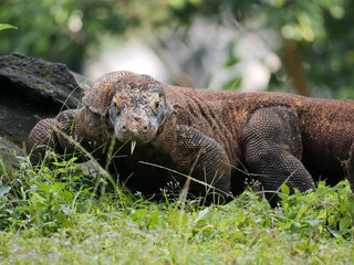 Komodo Dragon sniffing the air and flicking its forked tongue while walking and looking at camera. 