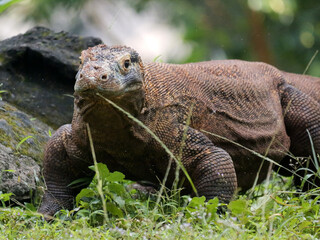 The Komodo dragon, also known as the Komodo monitor, is a member of the monitor lizard family Varanidae that is endemic to the Indonesian islands of Komodo, Rinca, Flores, and Gili Motang. 