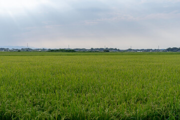 Fototapeta premium 薄明光線が降り注ぐ夏の田園風景
