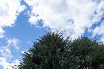 夏空と公園の樹木
