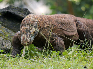 Komodo Dragon sniffing the air and flicking its forked tongue while walking and looking at camera. 