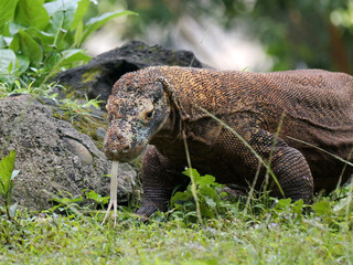 Komodo Dragon sniffing the air and flicking its forked tongue while walking and looking at camera. 