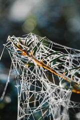 Close up of spider web 