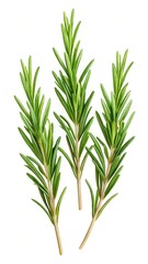 Fototapeta premium Fresh Rosemary Twigs Isolated On White Background With Three Stems