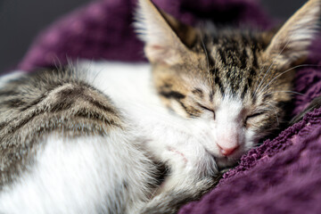 Adorable white kitten peacefully sleeping, looking, relaxing on  purple plaid, cozy and calm home atmosphere, perfect pet care,  animal lover. Pet portrait. warms on a blanket in cold winter weather. 