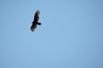 Juvenile Eagle flying solo on fall morning