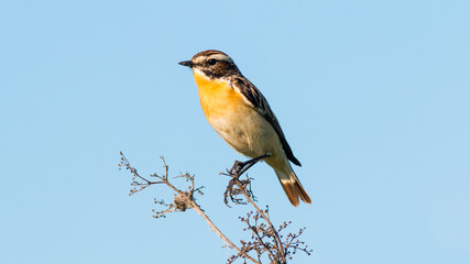 blue tit on branch