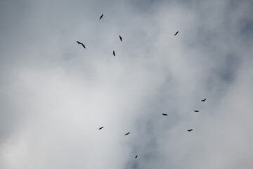 Juvenile Eagles flying silouette