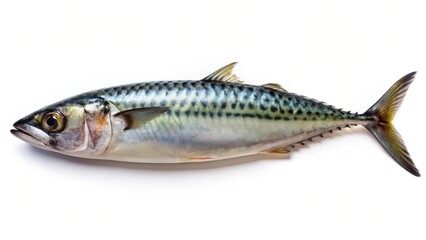 fresh mackerel fish on white background