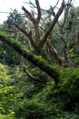 鬱蒼とした緑に包まれた古木の森