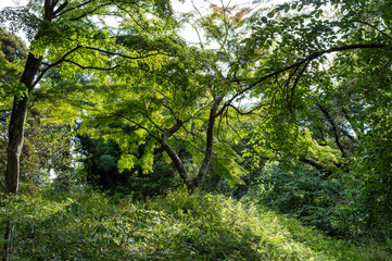 木漏れ日に輝く瑞々しい青紅葉