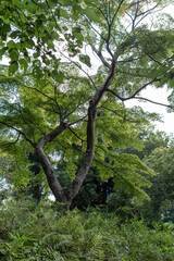 木漏れ日に輝く瑞々しい青紅葉