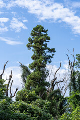 夏の青空にそびえる大木