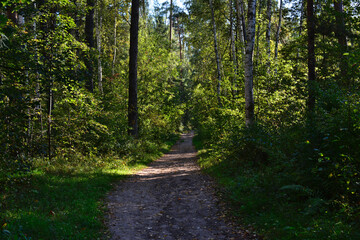 Forest Path Amidst Lush Greenery with sunlight no people