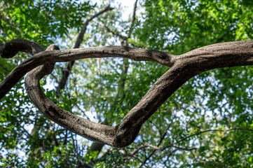 鬱蒼とした緑に包まれた古木の森