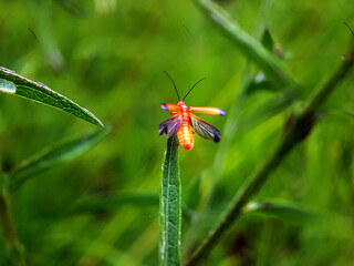 beetle on leaf summer garden
