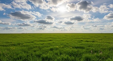 Fototapeta premium Lush Green Field Under a Bright Sky A Serene Nature Scene