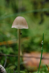 Close up mushroom in the forest 