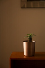 Fototapeta premium Euphorbia plant placed in a minimalist setting with moody background, adding sophistication to modern interiors.