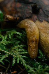 Close up snail on a forest tree