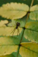 Close up spider on a web