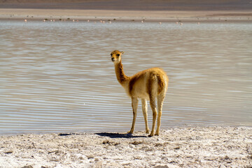 Vicu&ntilde;a drinking water at Laguna Verde, in the Eduardo Avaroa Andean Fauna National Reserve, Bolivia.