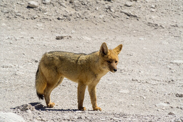Wild Andean wolf photographed near the border between Chile and Bolivia.