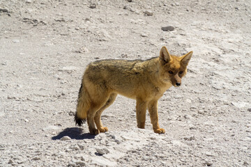 Wild Andean wolf photographed near the border between Chile and Bolivia.